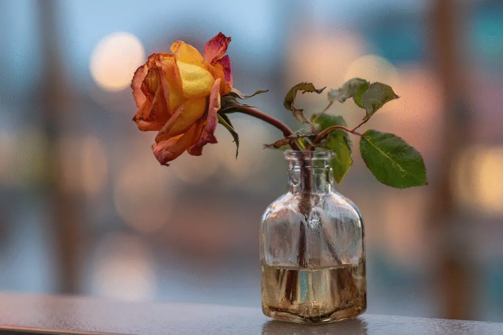 A wilting rose being replaced by a fresh one answering the FAQ on when do Roses reset on Hinge