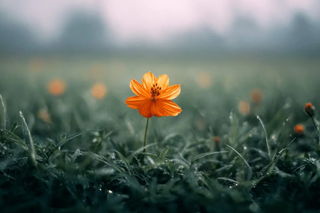 Bees and butterflies attracted to a single flower answering the FAQ on how to get likes on Hinge
