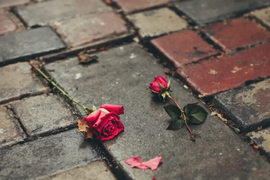 a single wilting rose lying discarded on a paved sidewalk visually representing the abandonment of ghosting