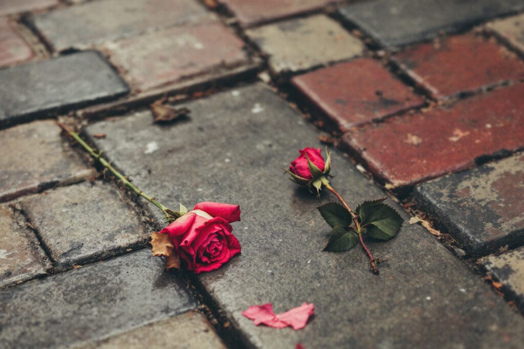 a single wilting rose lying discarded on a paved sidewalk visually representing the abandonment of ghosting